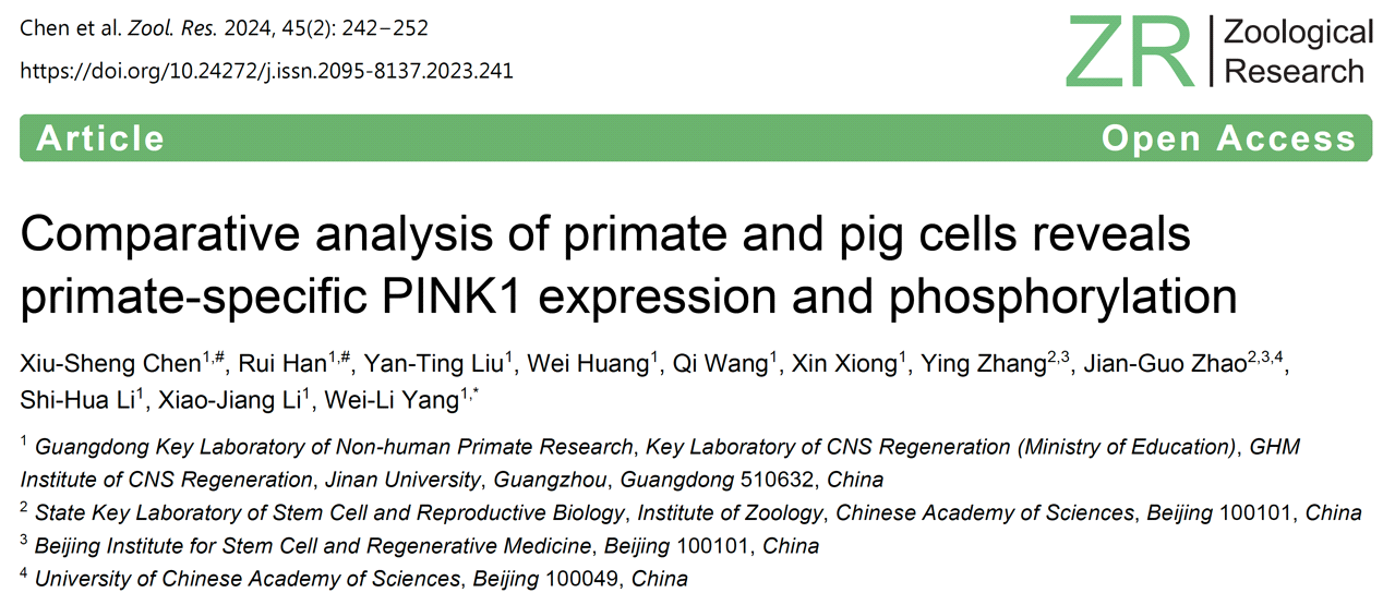 粤港澳中枢神经再生研究院李晓江和杨伟莉团队发现帕金森病致病蛋白PINK1在物种间的表达和功能的差异 