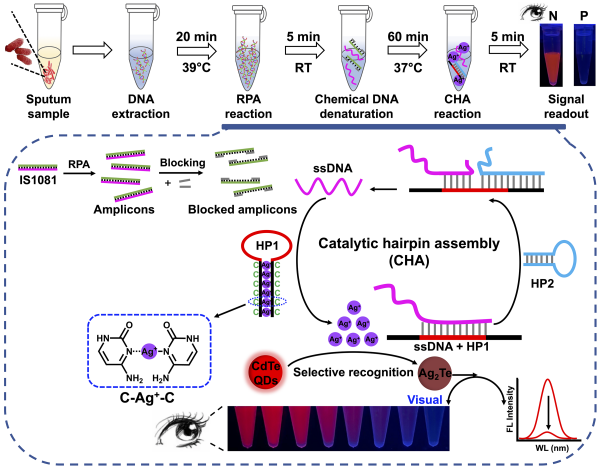 附属第一医院毕伟与药学院江正瑾团队合作在Biosensors and Bioelectronics期刊发表结核分枝杆菌检测重要成果