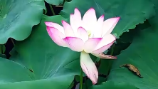 为