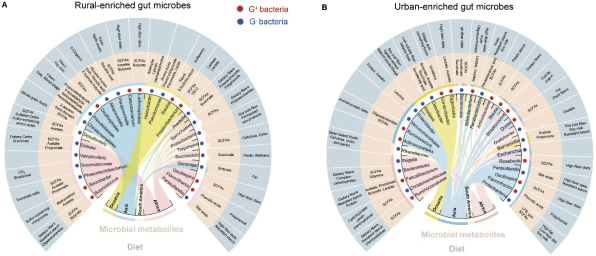 全球不同地区城市和农村差异的微生物
