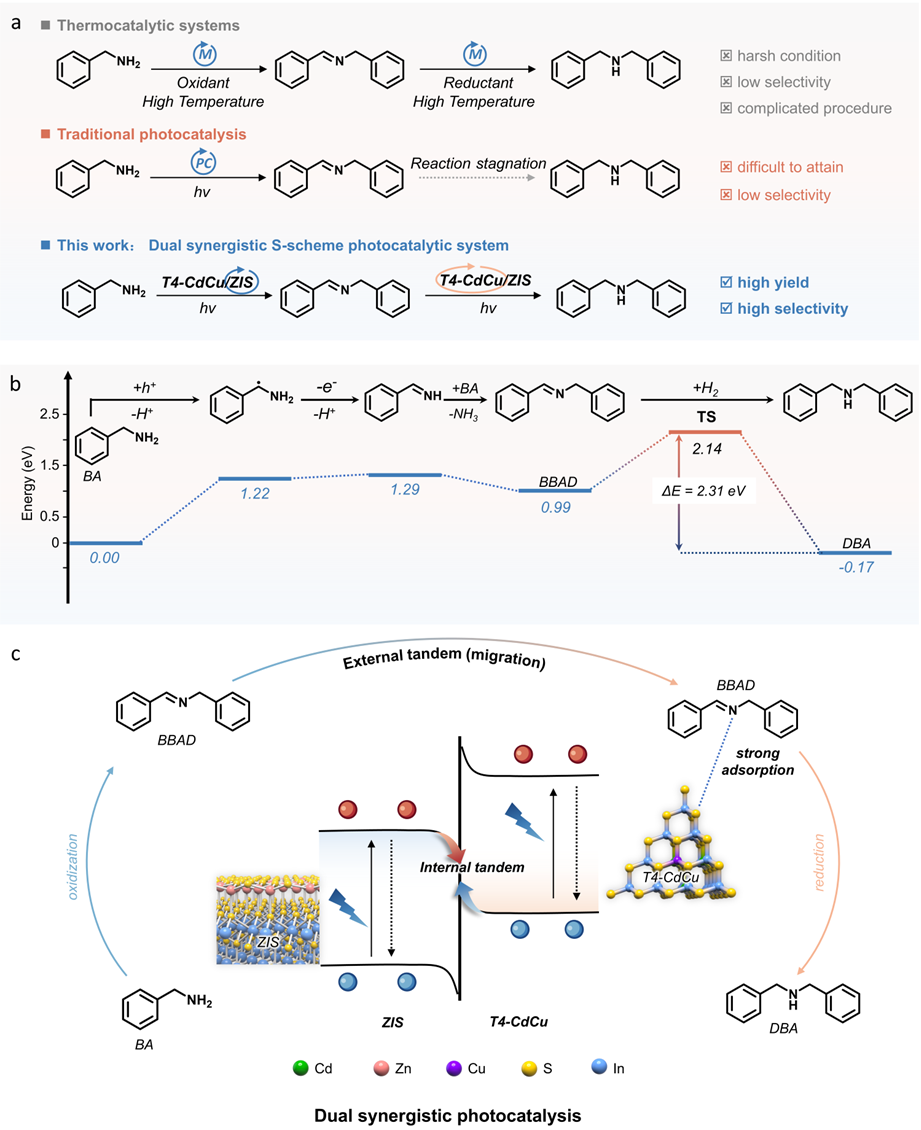 示意图a BA至DBA氧化还原级联转化的挑战与策略。b 级联BA转化过程中能垒演化的示意图。c T4-CdCu/ZIS S型异质结的内外双重协同光催化策略。 配图1