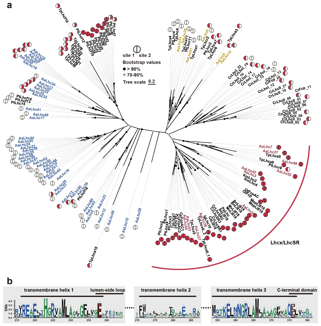 抑食金球藻及其他藻类的光捕获蛋白(LHCs)的系统发育、进化和序列特征 配图3