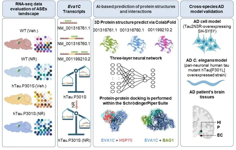 我院罗钧洪教授与奥斯陆大学Evandro Fei Fang团队在Science Advances发表合作研究论文