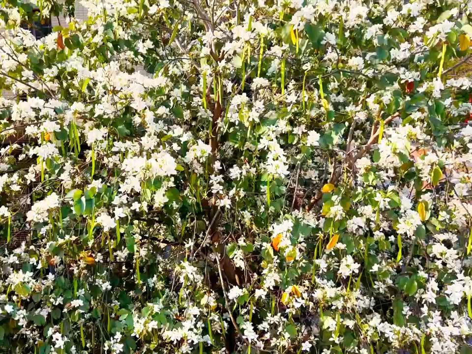 等你！等你！在暨南春天里，等一个好消息。 复试加油，我们一“研”为定。#暨南大学#考研#复试