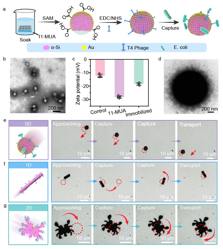【中国科学报】科学家研发出可编程结构的光驱动硅基微纳机器人