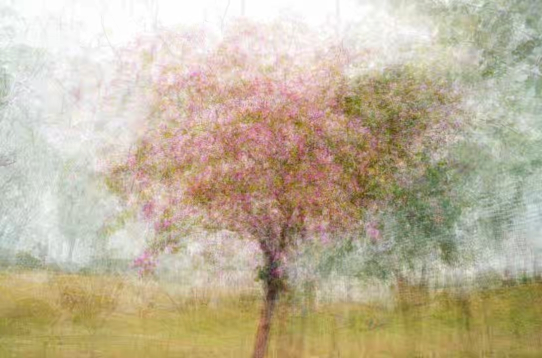 光影斑驳处，暨南春色如莫奈笔触般晕染开——新绿如烟，花影似梦，柔光碎影入画来。