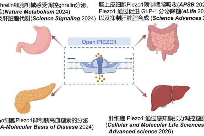 基础医学与公共卫生学院许戈阳教授团队在消化器官“机械感知”研究领域取得系列突破