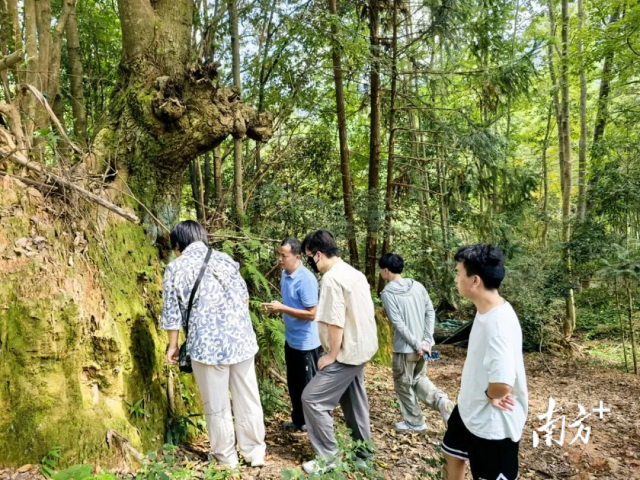 9月12日,暨南大学生命科学技术学院教授冉艳红带领科研团队前往罗坝镇桃源村试种基地,核验红菇培育适配成效,并指导后续管护工作。