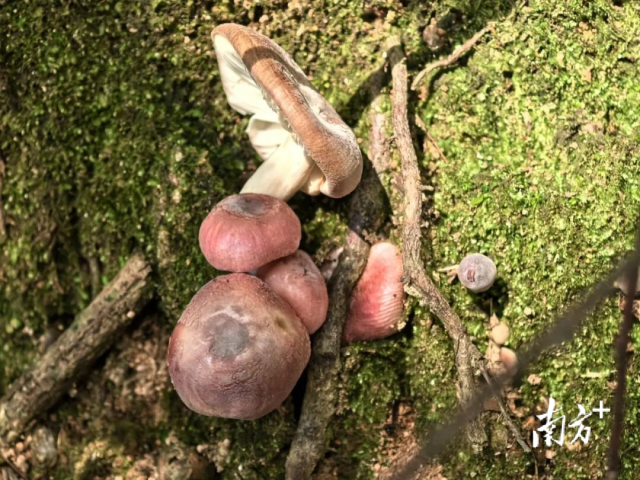 红菇。