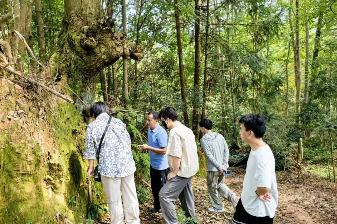 【始兴发布】红菇“安家”始兴山林 高校技术激活林下经济