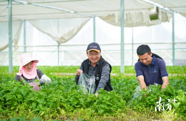 潘东杰(左二)与员工一同采收蔬菜。