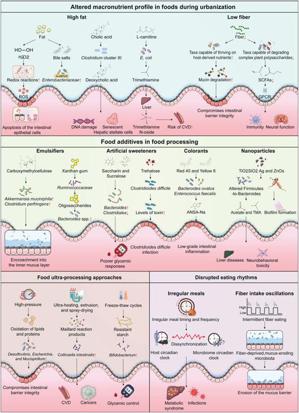 城市化饮食破坏宿主与微生物群相互作用的机制 配图3