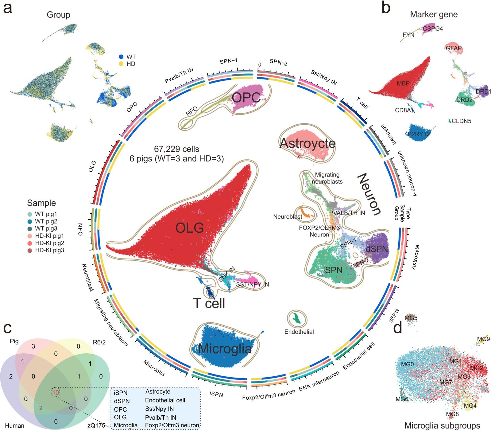 WT/HD-KI猪纹状体单细胞图谱